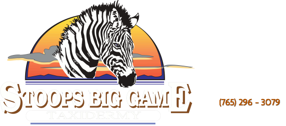Big Game Taxidermy